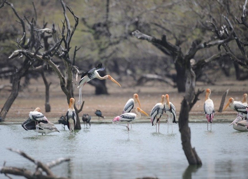 Koonthankulam Bird Sanctuary, Tirunelveli, Tamil Nadu - Vushii.com Koonthankulam Bird Sanctuary, Tirunelveli, Tamil Nadu - Vushii.com